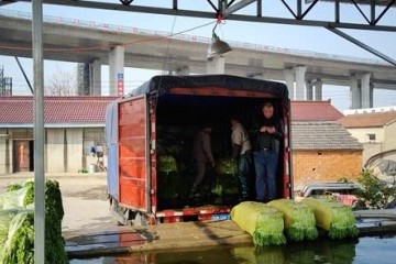 苏宁抗疫战卖掉千万斤滞销蔬菜给商户佣钱打八折