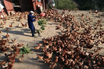 疫情下的养鸡业三天喂养一顿能保命就行2斤多的鸡填埋了12万只