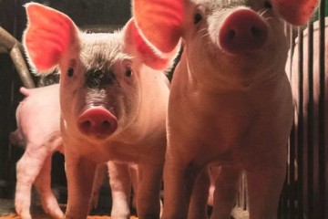 缺猪缺钱缺决心中小养猪户有多难猪肉价格就有多高