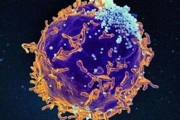 肺部巨噬细胞能否成为对立新冠病毒的兵器