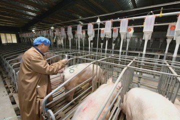 为何本钱这么喜爱二师兄价格回调仍然暴赚