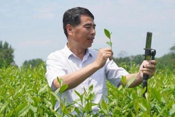 河南网红县长和他的961场助农直播